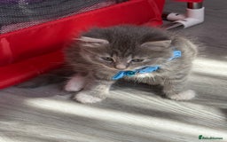 British Shorthair cats for sale: Beautiful bred British shorthairs  - Image 6