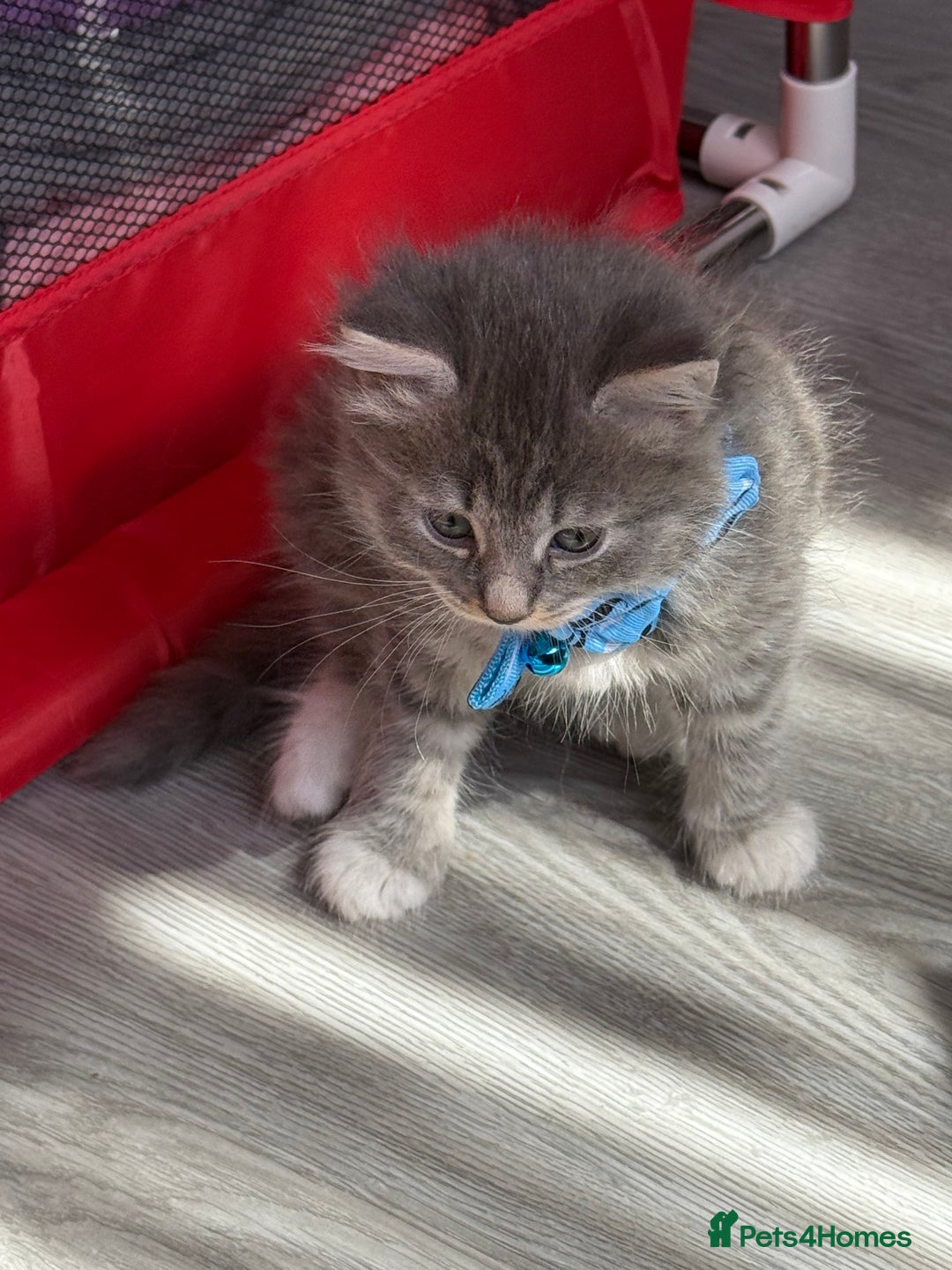 British Shorthair cats for sale: Beautiful bred British shorthairs  - Image 6