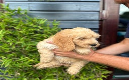 Cockapoo dogs for sale: 6 beautiful cockapoo puppies - Image 18