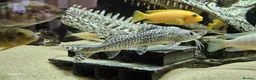 Other/Mixed Breed fish for sale: Assortment of fish  - Advert 33