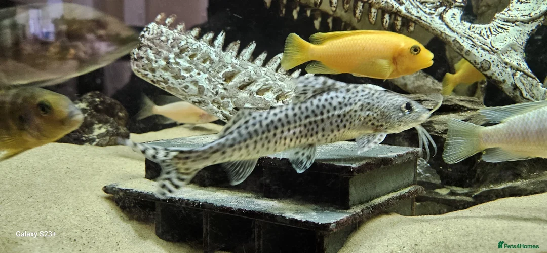 Other/Mixed Breed fish for sale: Assortment of fish  - Advert 33