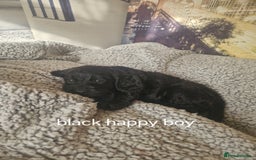 Cockapoo dogs for sale: 4 outstanding cockerpoos  - Image 37