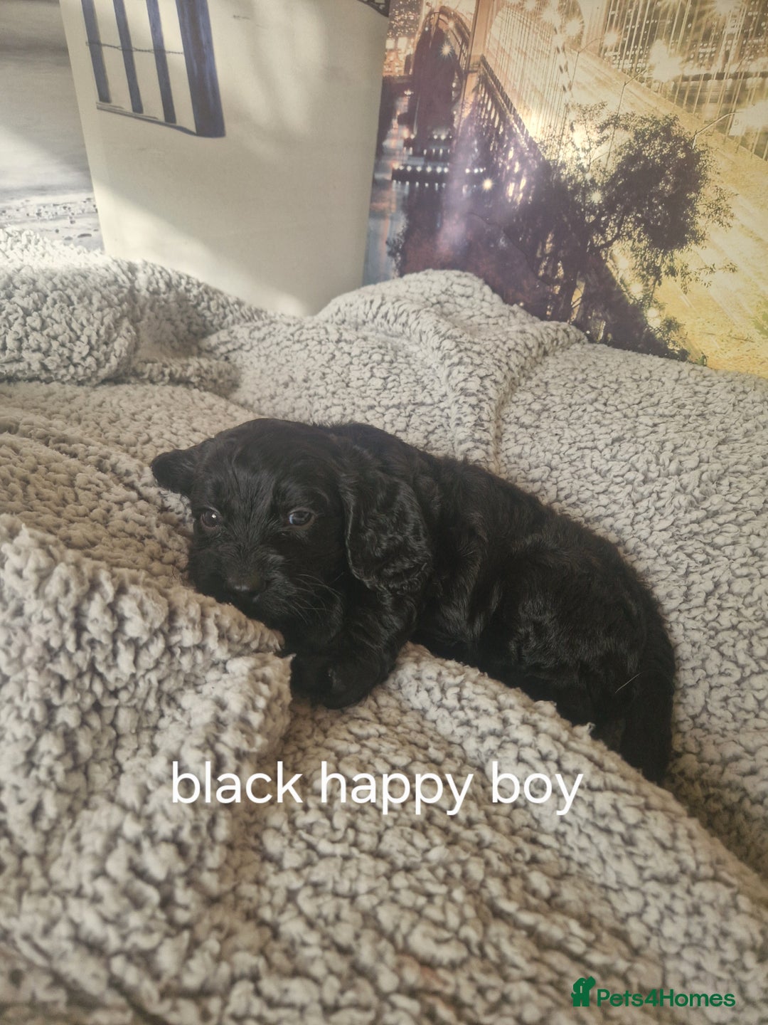 Cockapoo dogs for sale: 4 outstanding cockerpoos  - Image 37