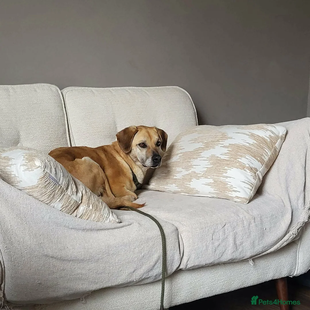 Mixed Breed dogs for adoption: Shy Nikita in Ipswich - Advert 1