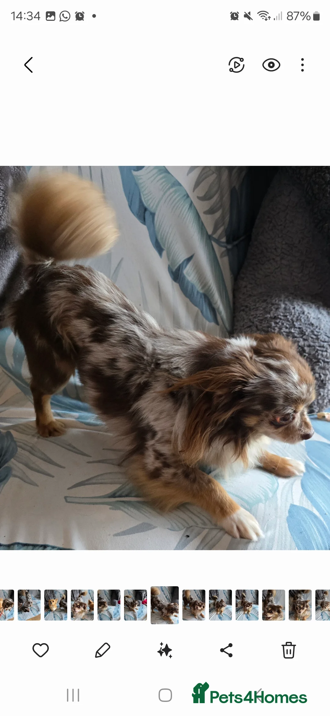 Chihuahua dogs for stud: Merle long haired Chihuahua Stud in Nottingham - Advert 4