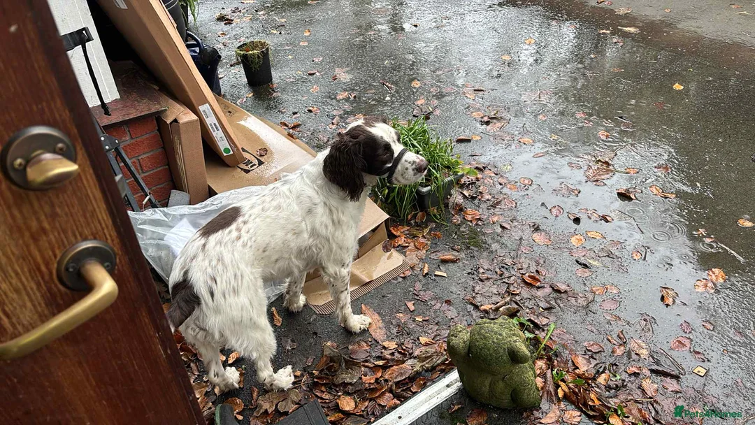 Mixed Breed dogs for adoption: Lemmy is a typical Springer spaniel 5 years old - Advert 2