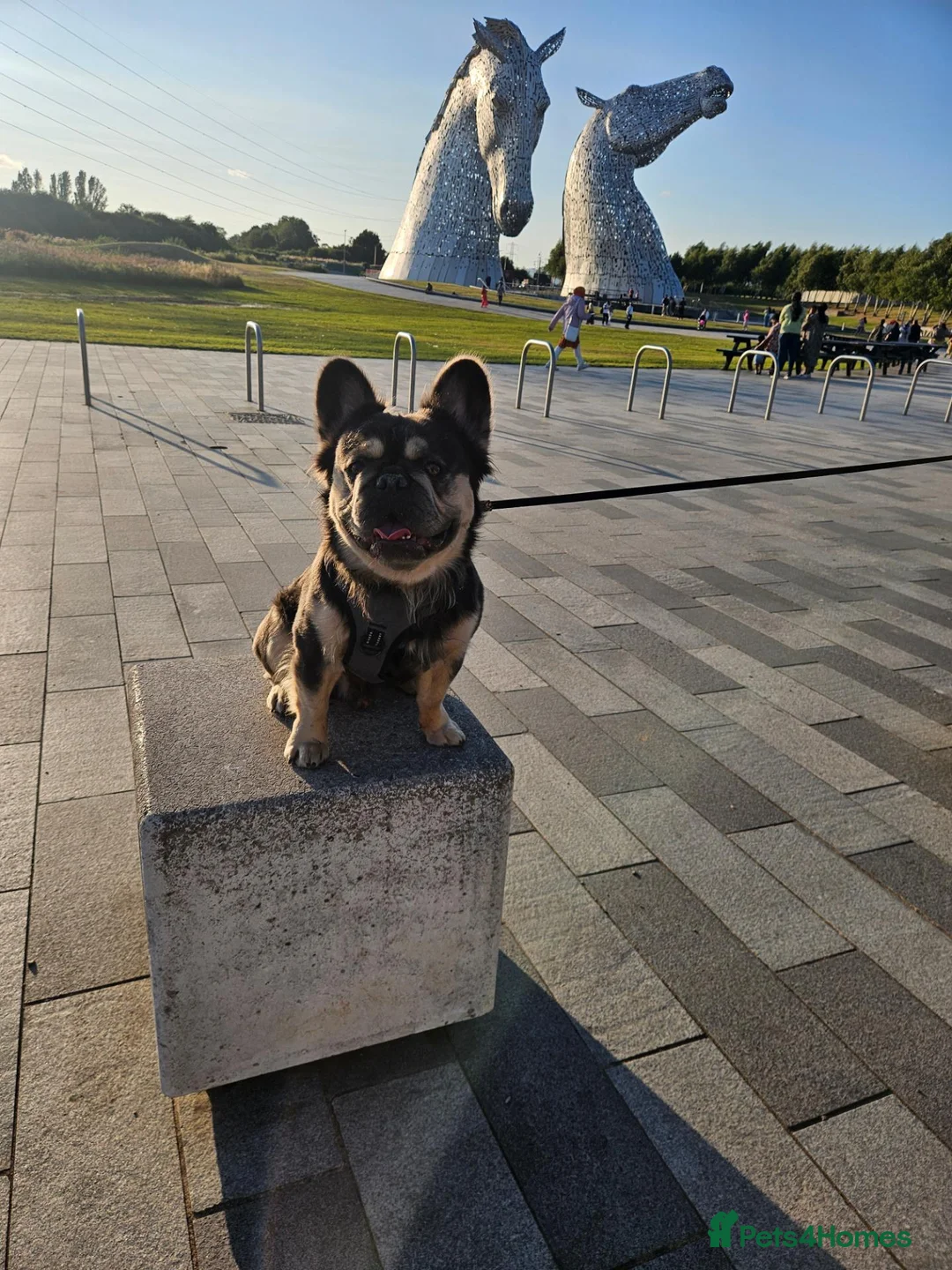 French Bulldog dogs for stud: Fluffy french bulldog in Brigg - Advert 2