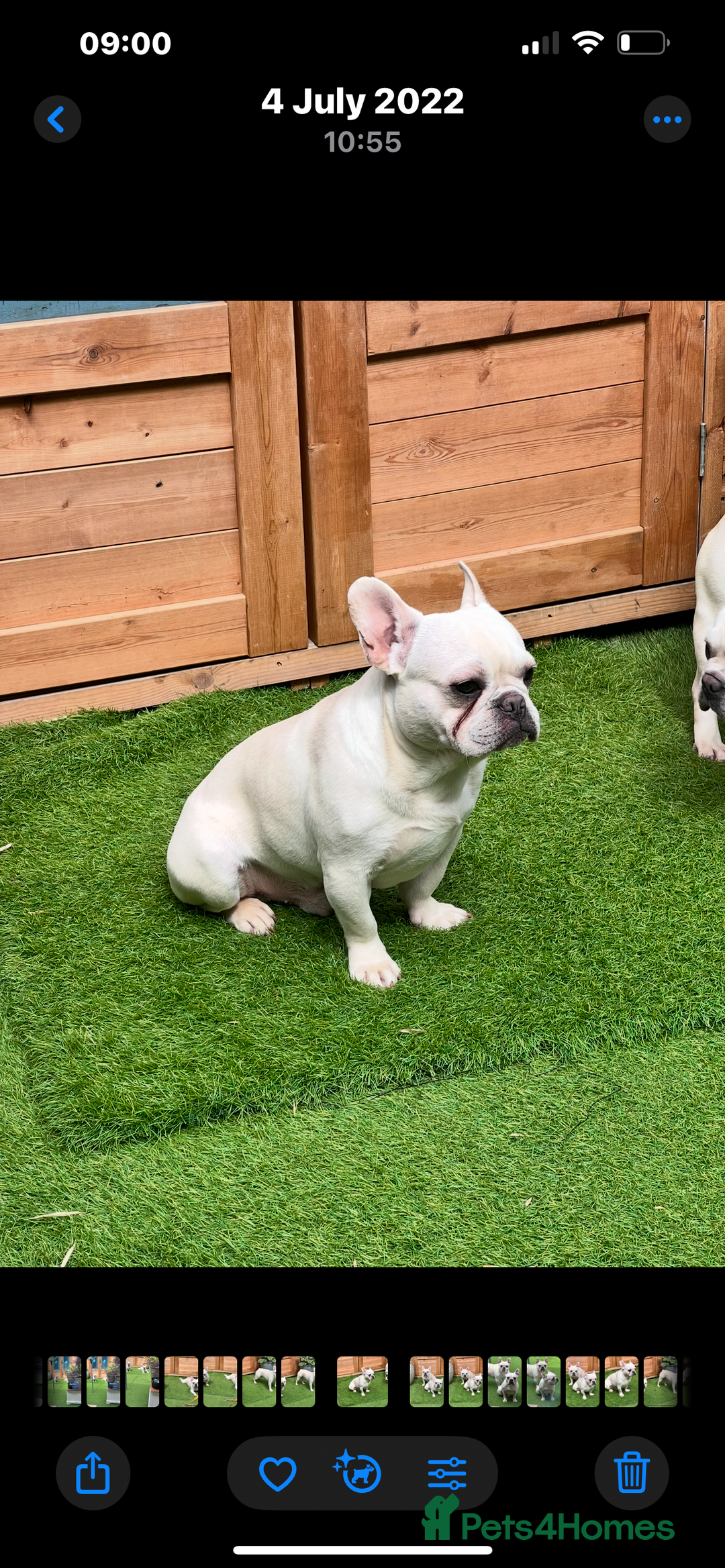 French Bulldog dogs for sale: Cream French bull dog  - Image 3