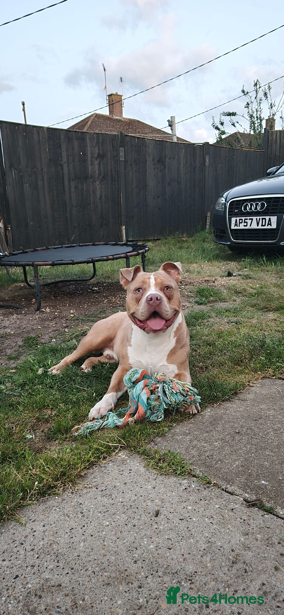 Staffordshire Bull Terrier dogs Dorset olde tyme bulldogge - Advert 3