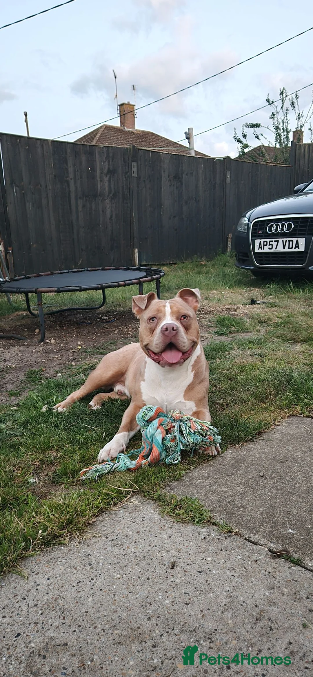 Staffordshire Bull Terrier dogs for sale: Staffy mix - Advert 2