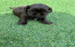 Shih Tzu dogs for sale: Stunning solid KC chocolate puppies  - Image 2
