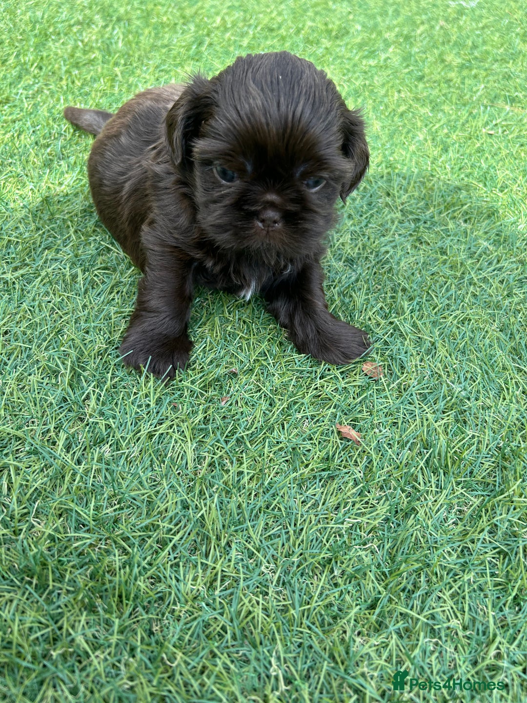 Shih Tzu dogs for sale: Stunning solid KC chocolate puppies  - Image 2