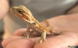 Bearded Dragon reptiles for sale: 15 Baby dearded dragons - Image 23
