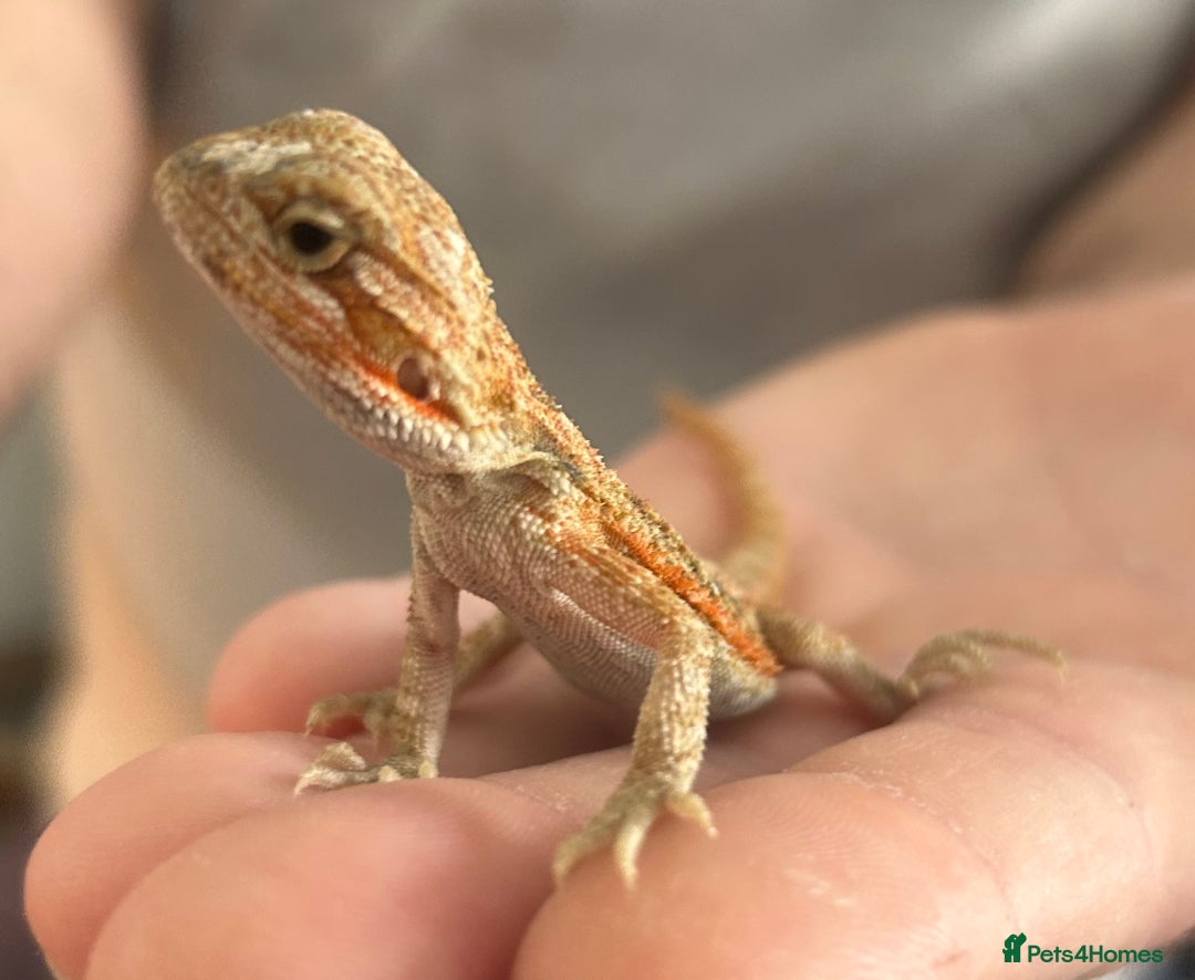 Bearded Dragon reptiles for sale: 15 Baby dearded dragons - Image 23