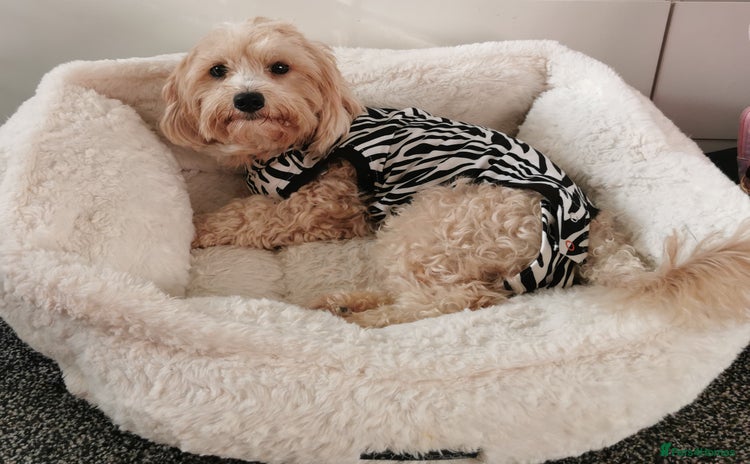 Maltipoo dogs - Advert 2