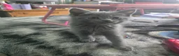 Persian cats for sale: 3 beautiful kittens ready now  - Advert 11