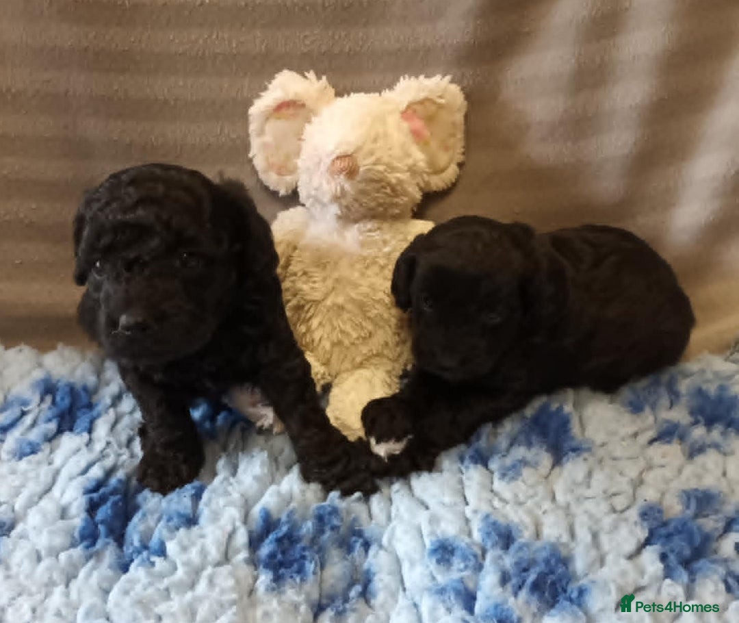 Sproodle dogs for sale: TOY F1b SPOODLE/COCKAPOOS - Image 2