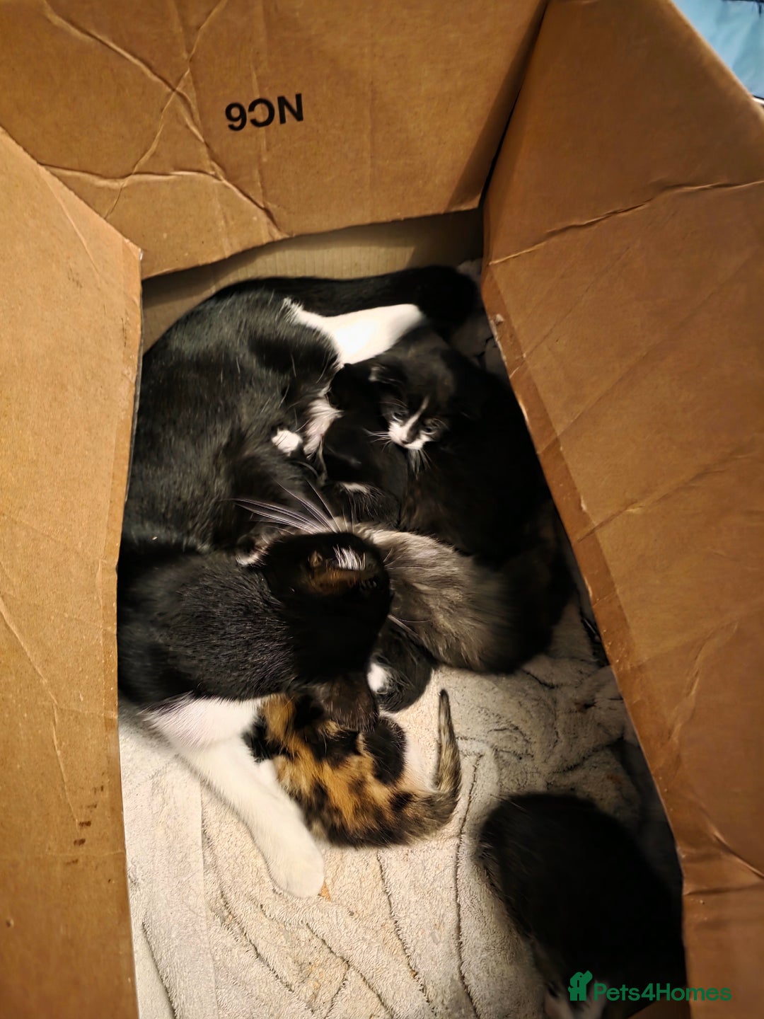 Mixed Breed cats for sale: Adorable longhair and short hair  - Advert 2