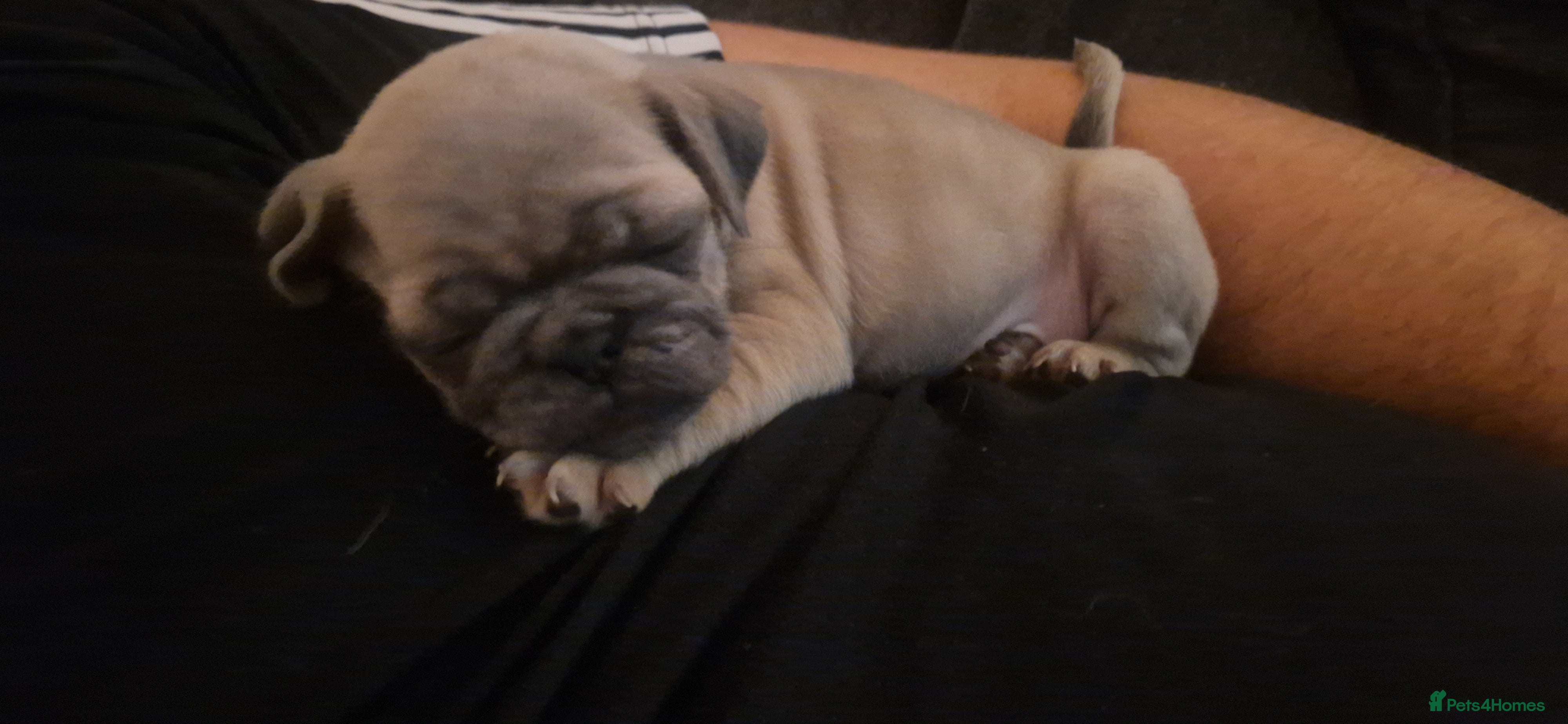 Pug dogs Lilac Fawn Male Pug puppy - Advert 1