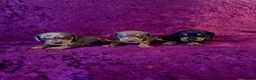 Miniature Dachshund dogs for sale: READY ,Miniature Dauchund puppy - Advert 3