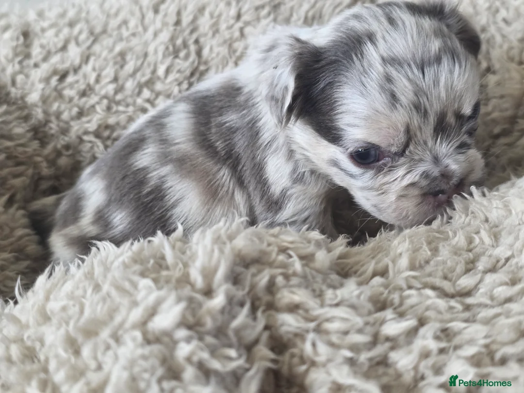 French Bulldog dogs for sale: French Bulldog (4 visual Fluffys) - Advert 4