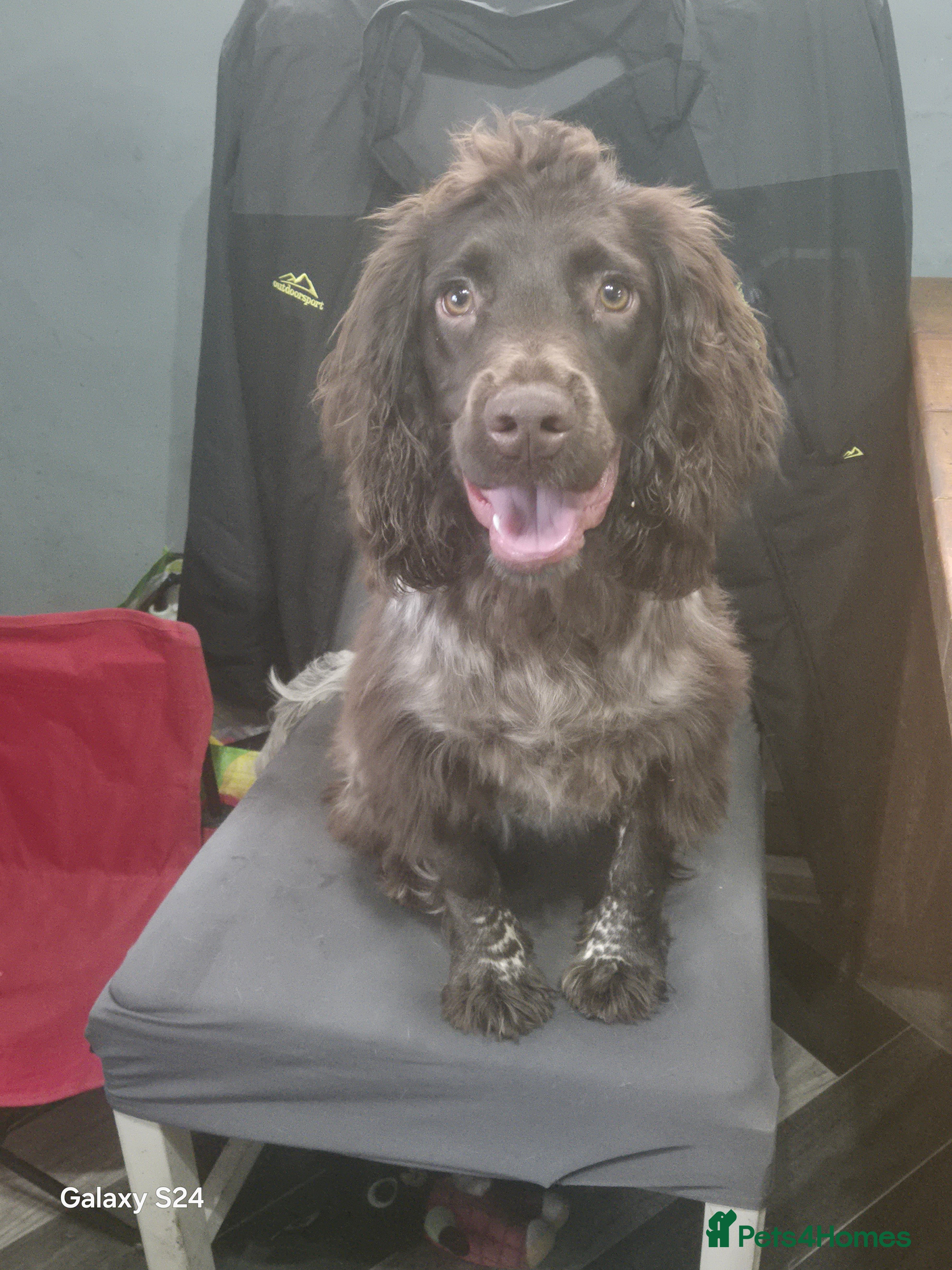 Cocker Spaniel dogs Cocker spaniel girl - Advert 2