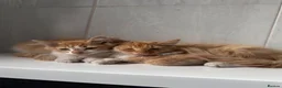 Mixed Breed cats for sale: Beautiful Ginger kittens for sale  - Advert 5