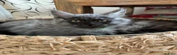 Maine Coon cats for sale: GCCF registered Maine Coons kittens - Advert 3