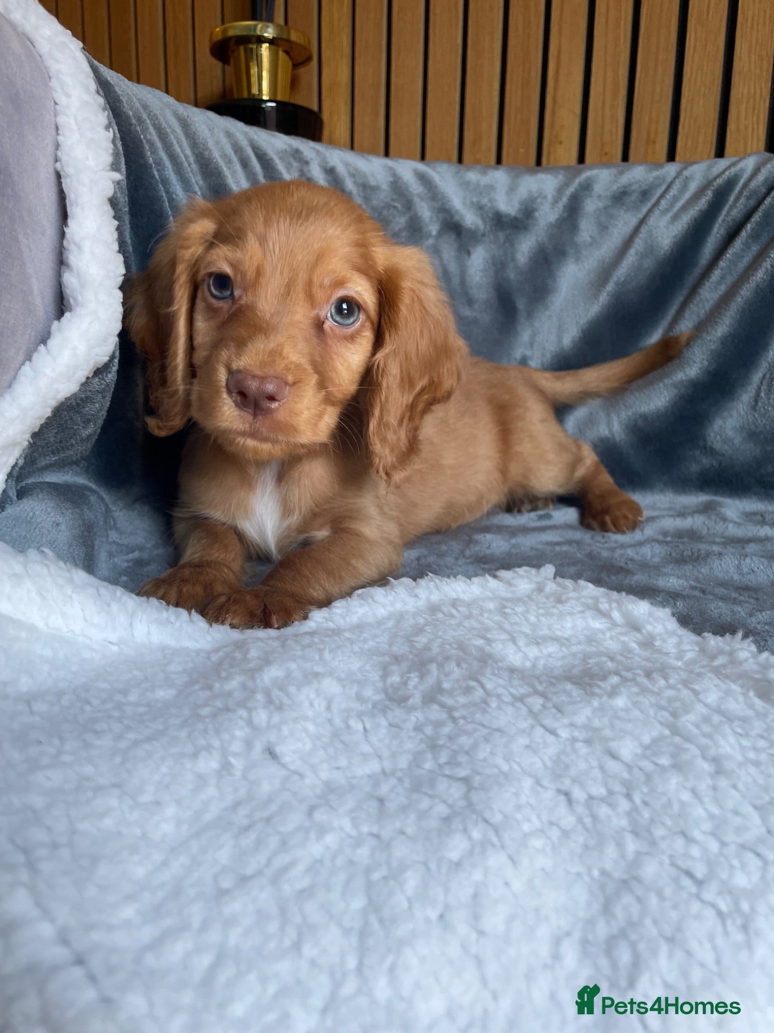 Cocker Spaniel dogs KC reg Working cockers - Outstanding pedigree - Advert 1