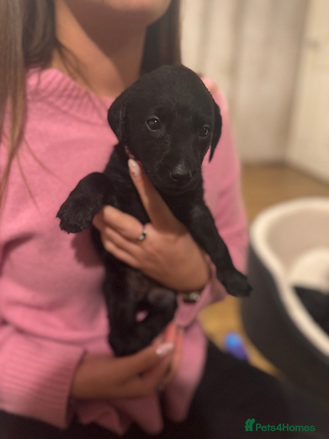 Labrador Retriever dogs for sale: Outstanding Litter of KC registered Labradors  - Image 21