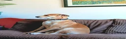 Mixed Breed dogs for sale: Lurcher dog for sale  - Advert 3