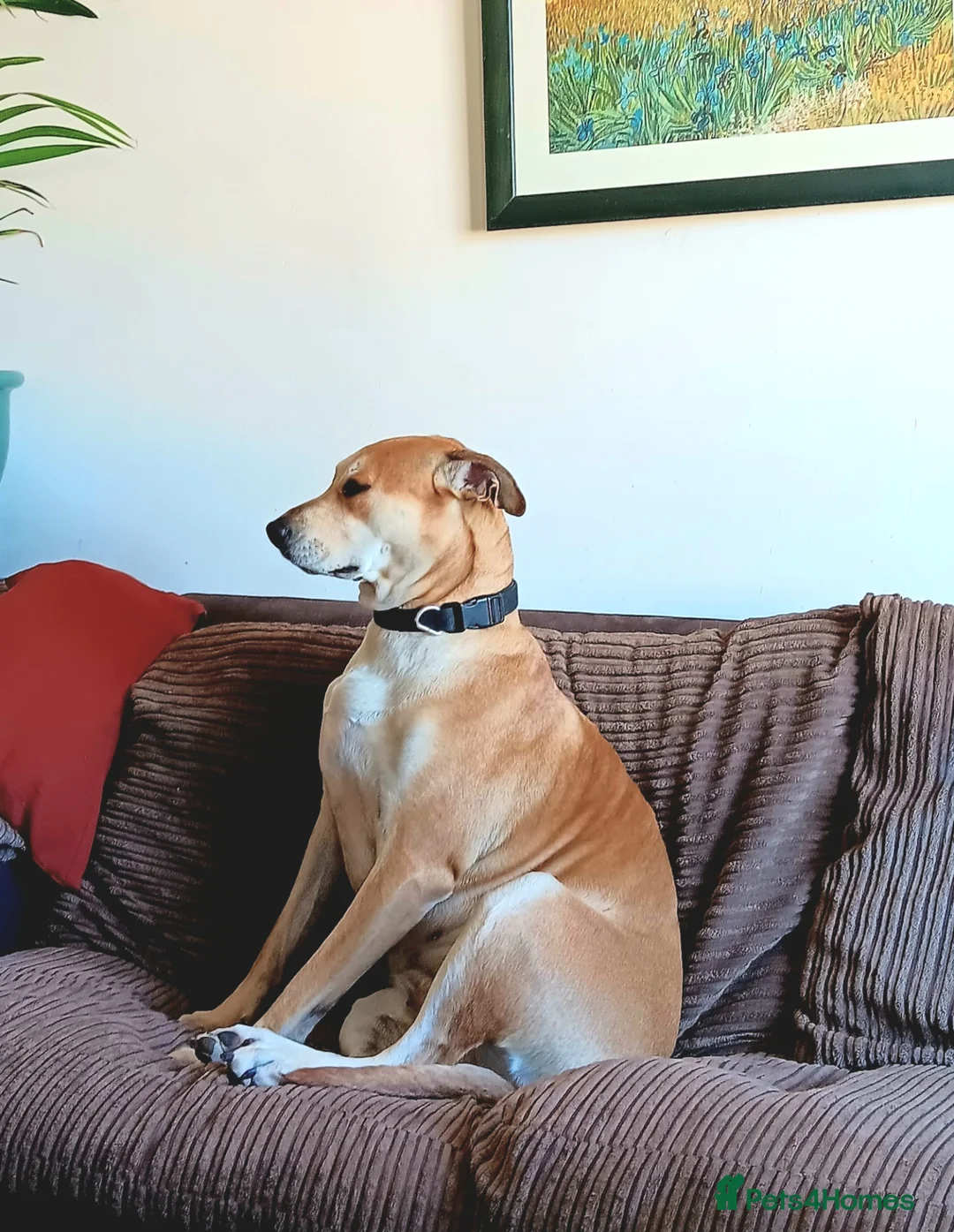 Mixed Breed dogs for sale: Lurcher dog for sale  - Advert 3