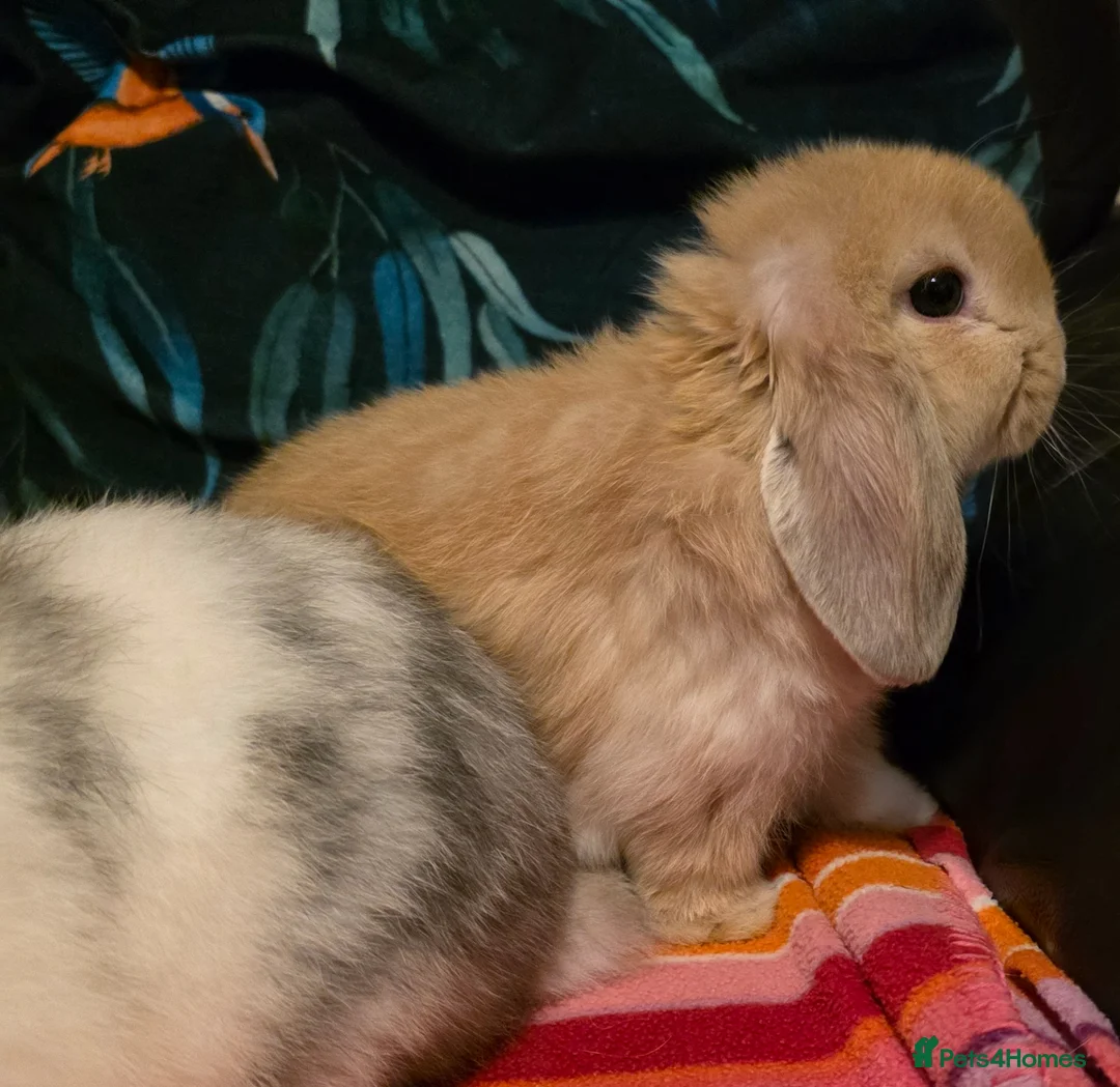 Mini Lop rabbits for sale: Beautiful mini lop babies - Advert 2