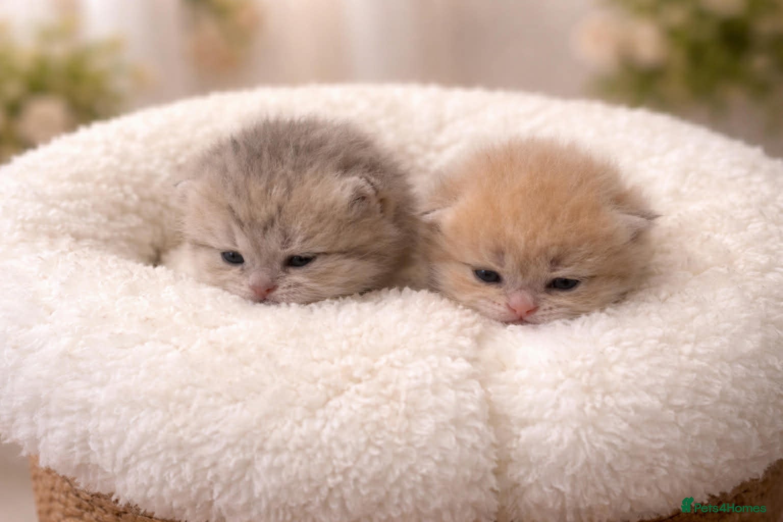 British Shorthair cats British shorthair kittens  - Advert 5