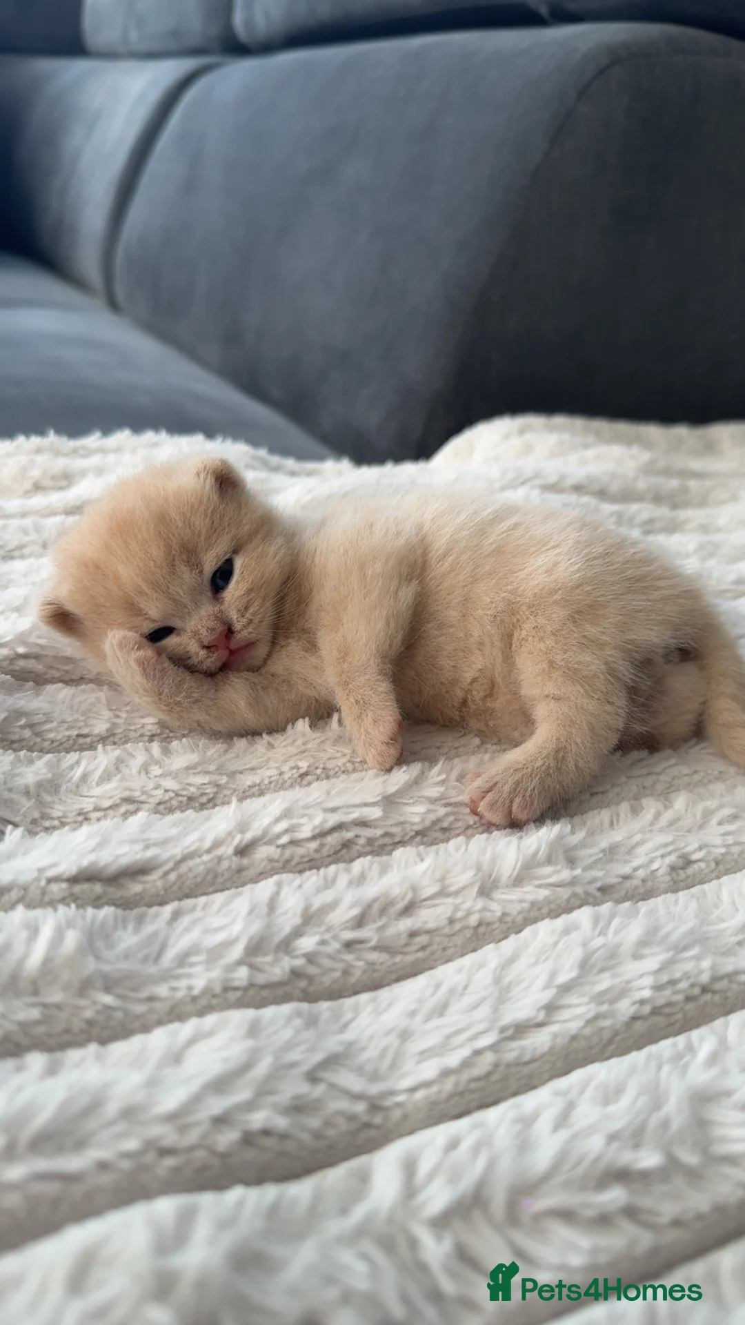 British Shorthair cats for sale: 4 beautiful British shorthair/Scottishfold kittens in Birmingham - Advert 2