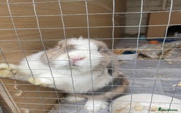Mini Lop rabbits for sale: Male mini lop  - Image 1
