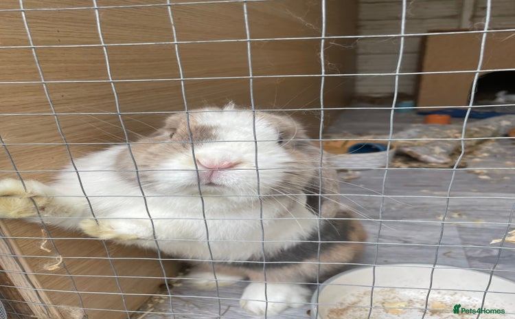 Mini Lop rabbits - Advert 1