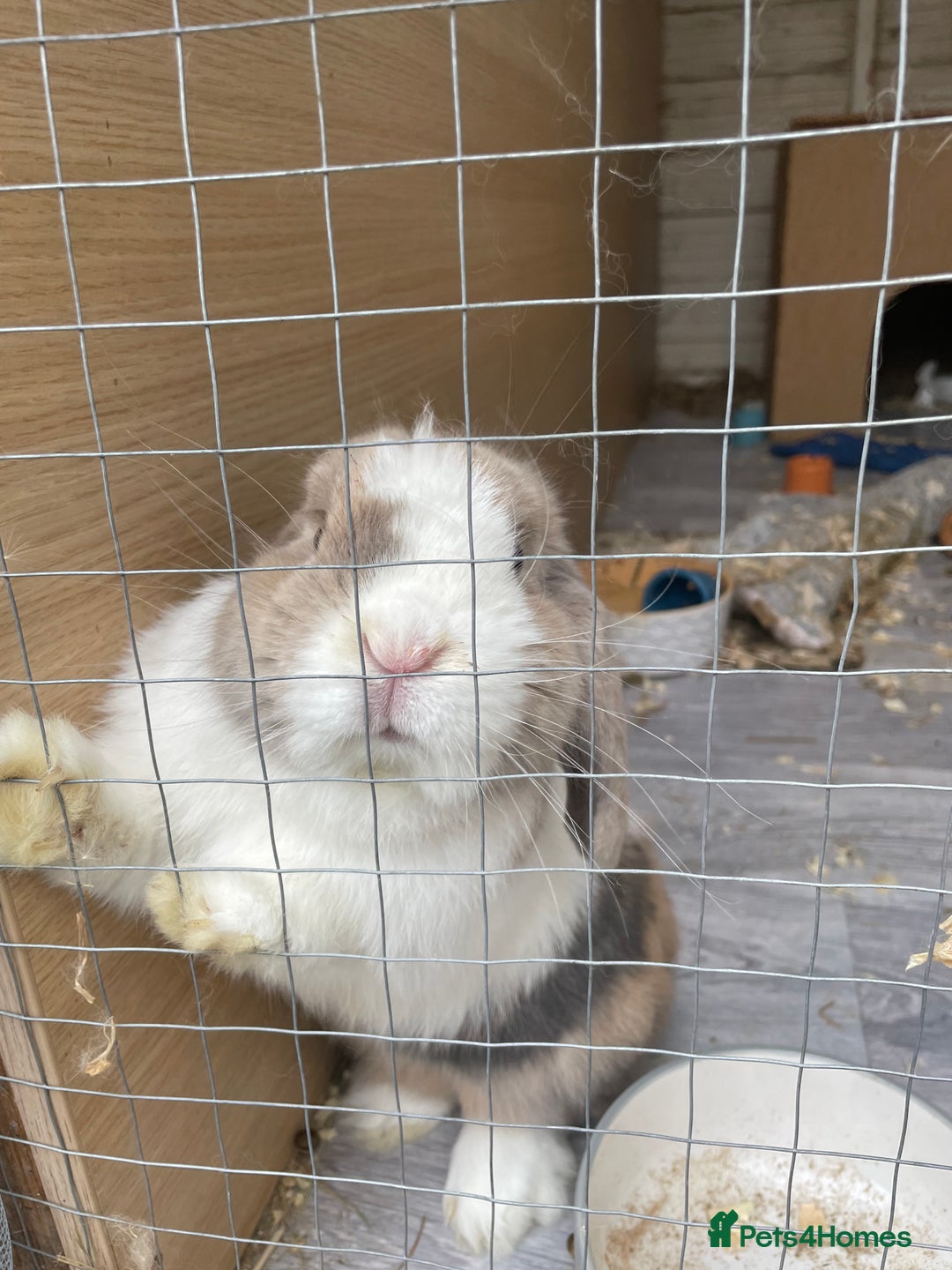 Mini Lop rabbits for sale: Male mini lop  - Image 1