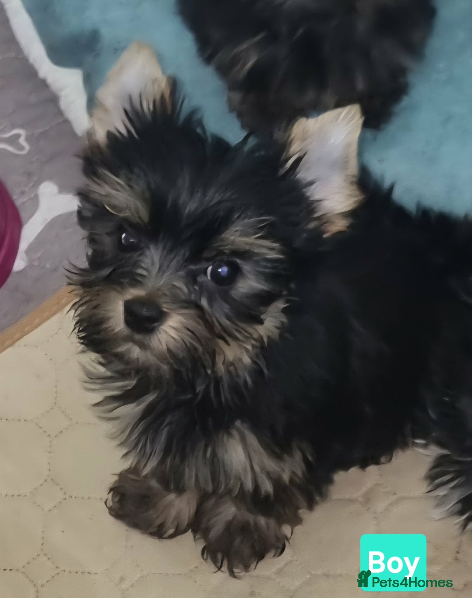 Yorkshire Terrier dogs Yorkshire Terrier - Advert 5