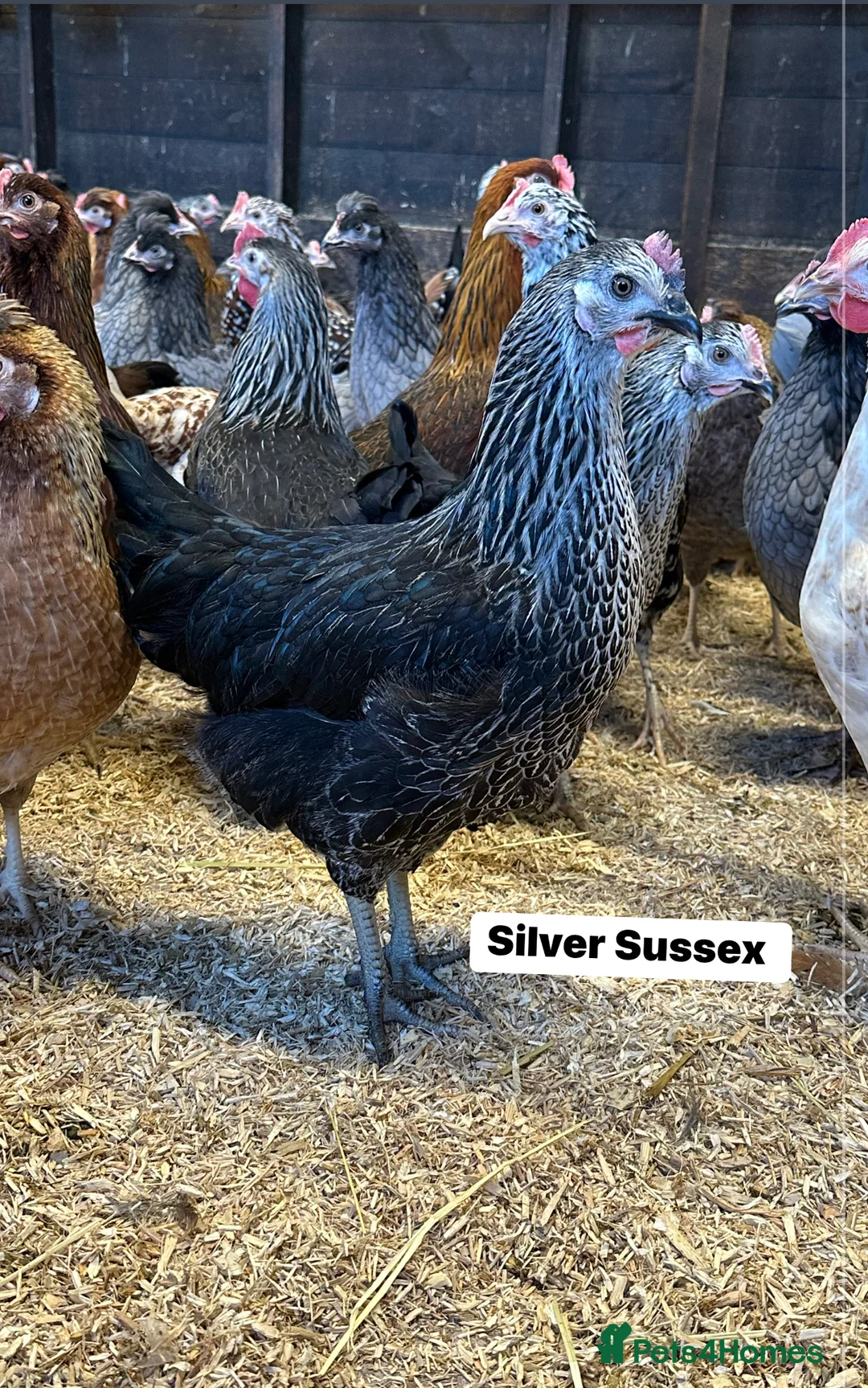 Chickens poultry for sale: Point of lay Hens in a wide range of breeds  - Advert 9