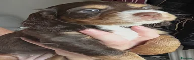Cocker Spaniel 4