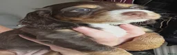 Cocker Spaniel dogs for sale: Beautiful Cocker spaniel 💙💙🩷🩷🩷🩷🩷🩷 - Advert 4