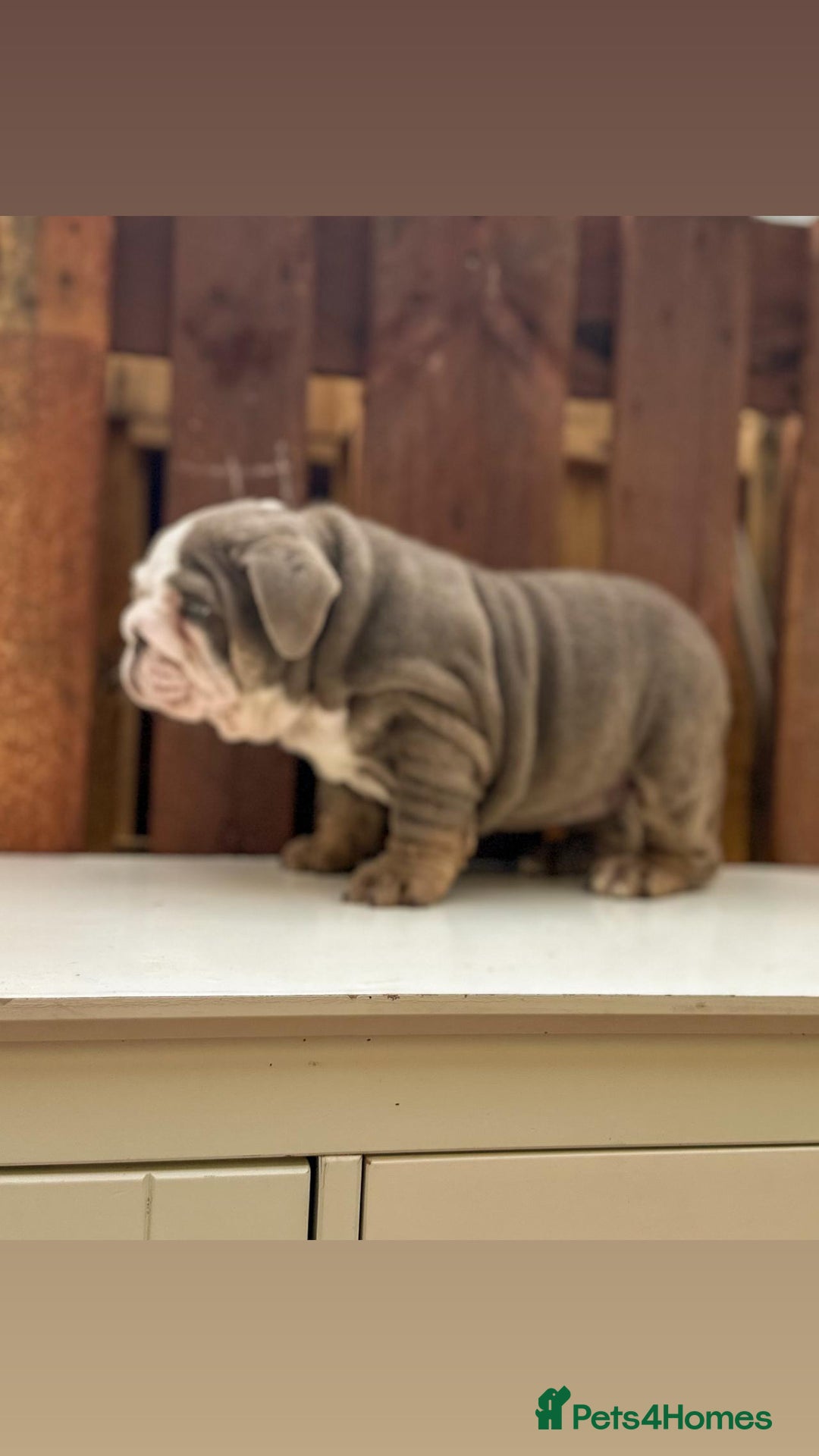 English Bulldog dogs for sale: English bulldog puppy  in Kettering - Image 1