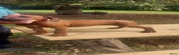 Rhodesian Ridgeback dogs for sale: Kc reg.health tested Rr puppies - Advert 12