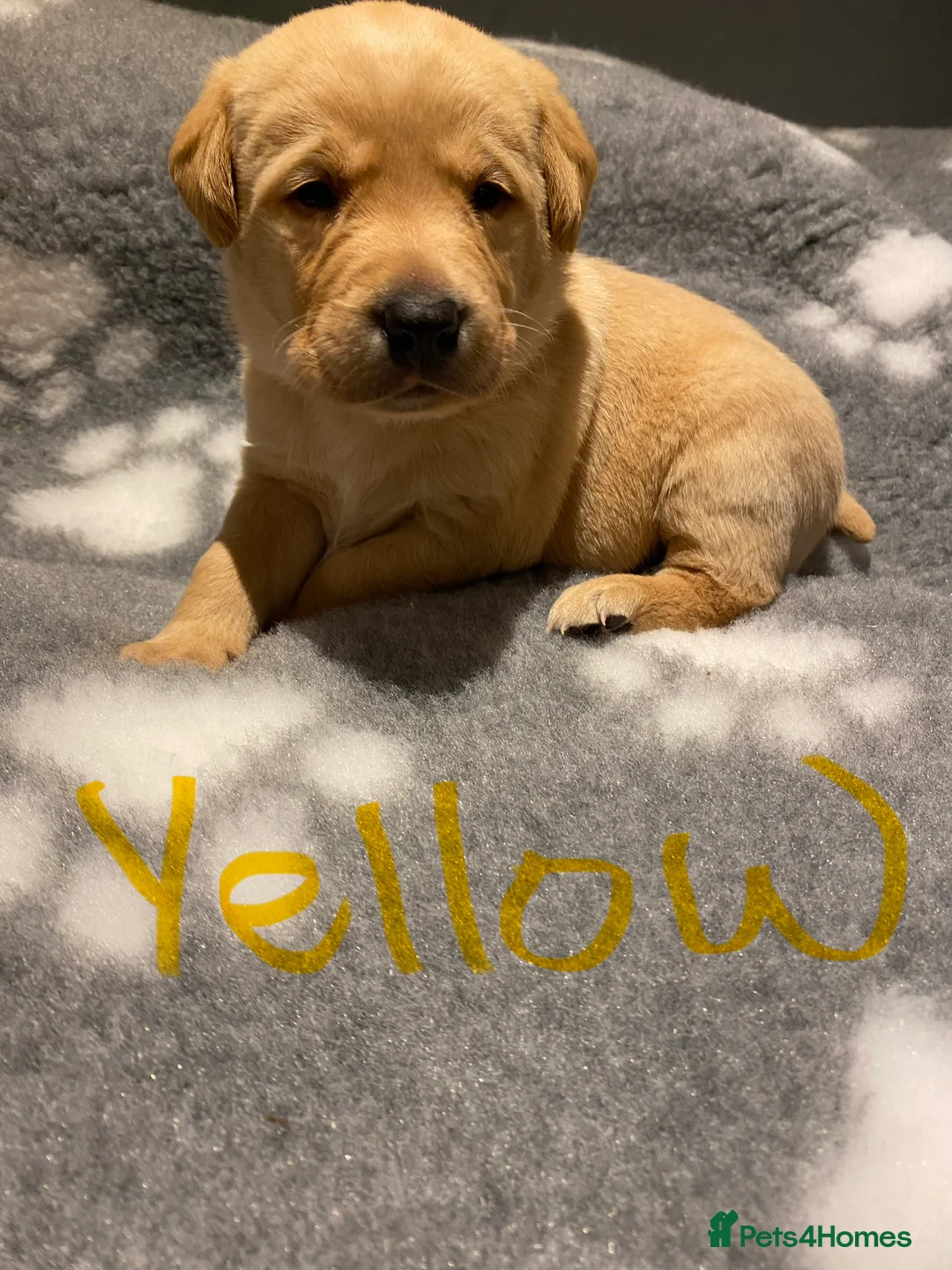 Labrador Retriever dogs for sale: Yellow/Fox Red Labrador puppies - Advert 26