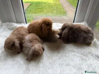 Mini Lop rabbits Adorable mini lop rabbits - Advert 4