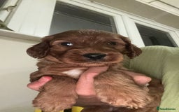 Irish Doodle dogs for sale: Gorgeous Miniature F1 Irish Doodles - Image 4