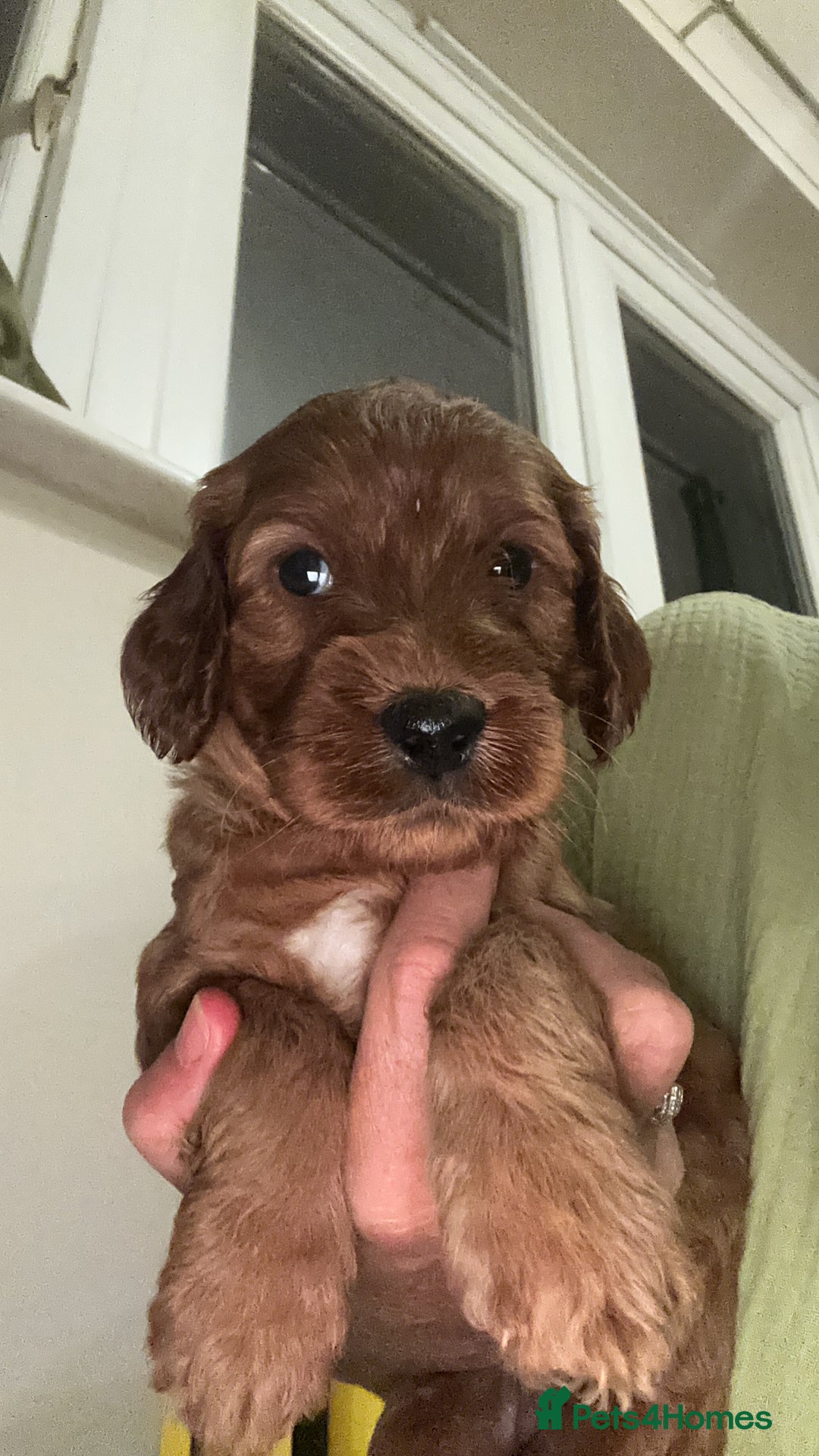Irish Doodle dogs for sale: Gorgeous Miniature F1 Irish Doodles - Image 4