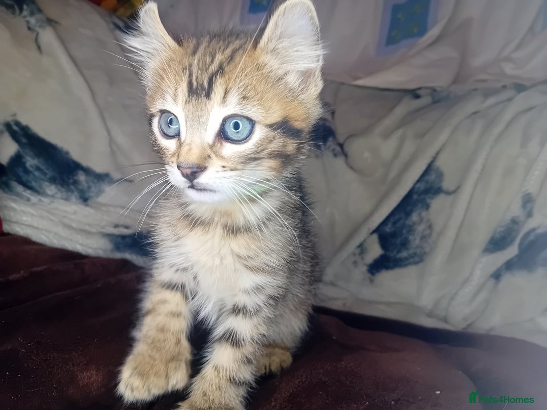 Bengal cats for sale: BengalX Ragdoll, American curl kittens - Advert 4