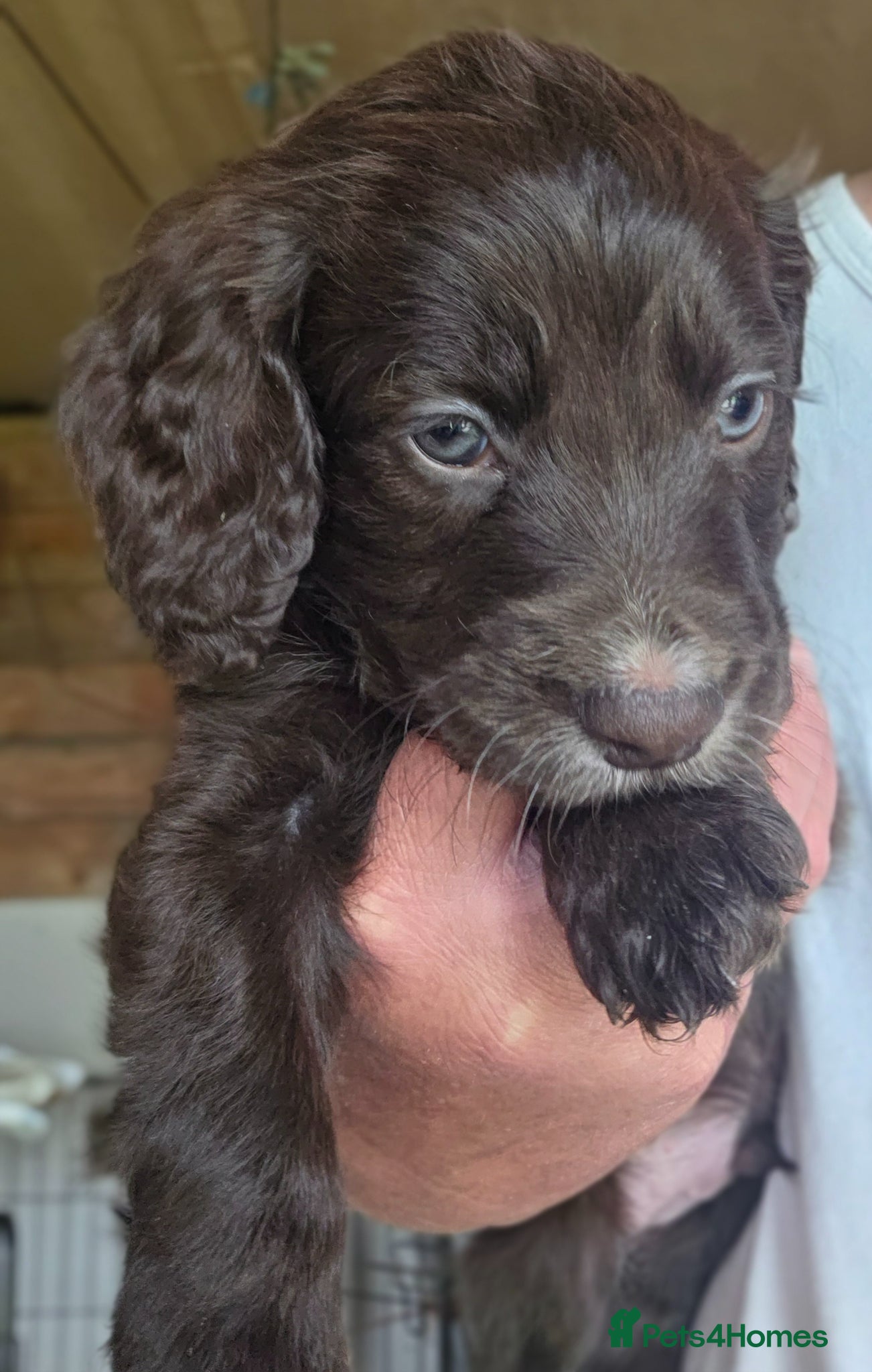 Cockapoo dogs Cockerpoo puppies F1 stunning mixed litter  - Advert 4
